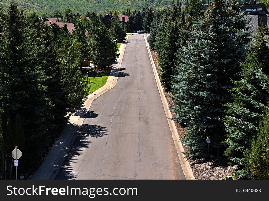 Beautiful mountain neighborhood with towering pines and hidden houses.