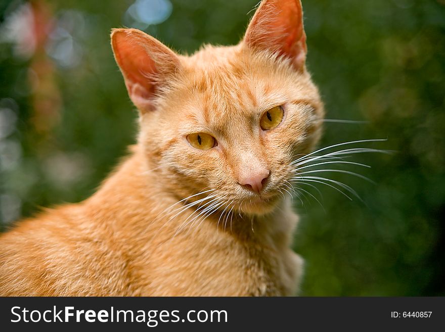 Very cute orange cat looking over shoulder in old fashioned style...