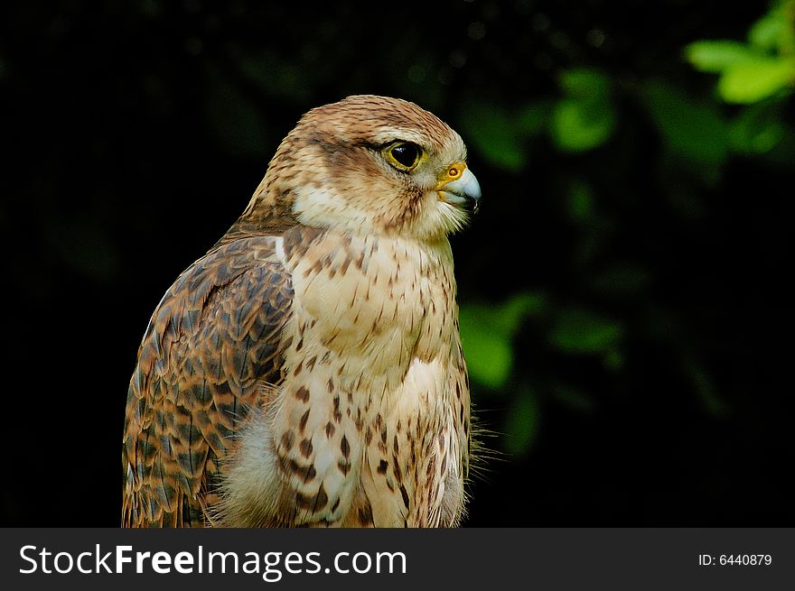 Portrait of female falcon with bush as background