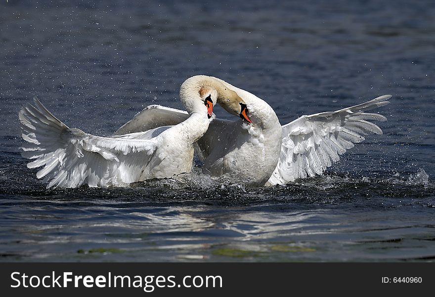 Two swans on a lake. Two swans on a lake