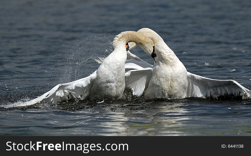 Two swans on a lake. Two swans on a lake