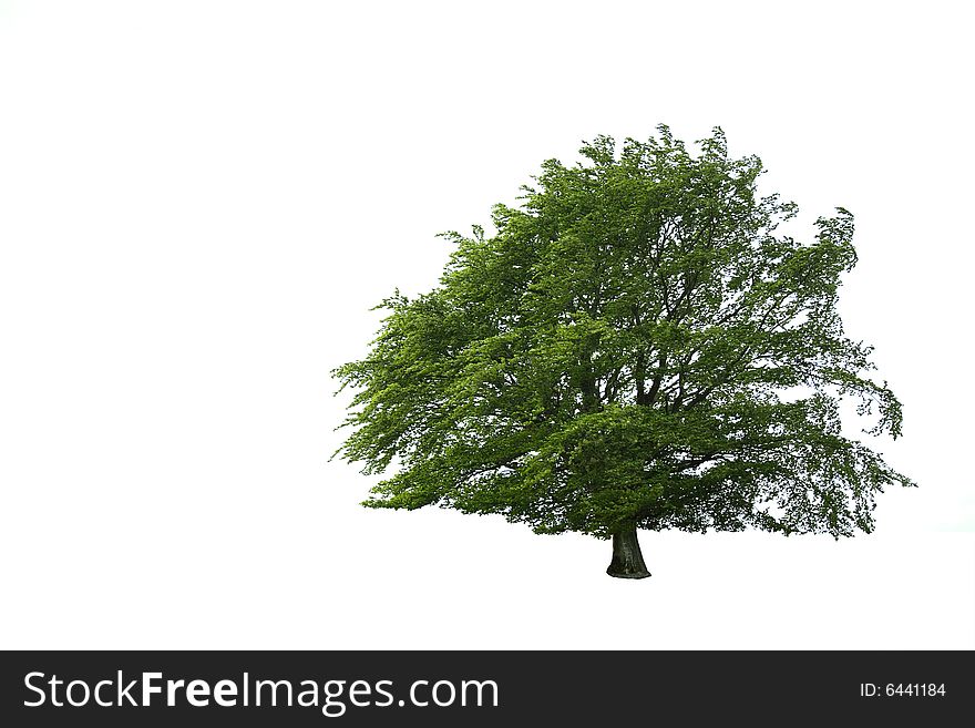 Tree in full leaf in summer isolated over white background. Tree in full leaf in summer isolated over white background.