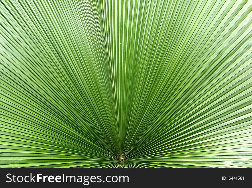 Green leaf with radial pattern