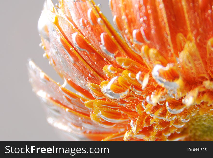Close up photo of an orange gerbera under the water
