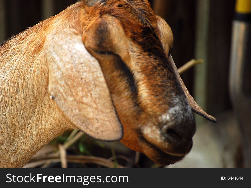 Floppy-eared goat on the farm
