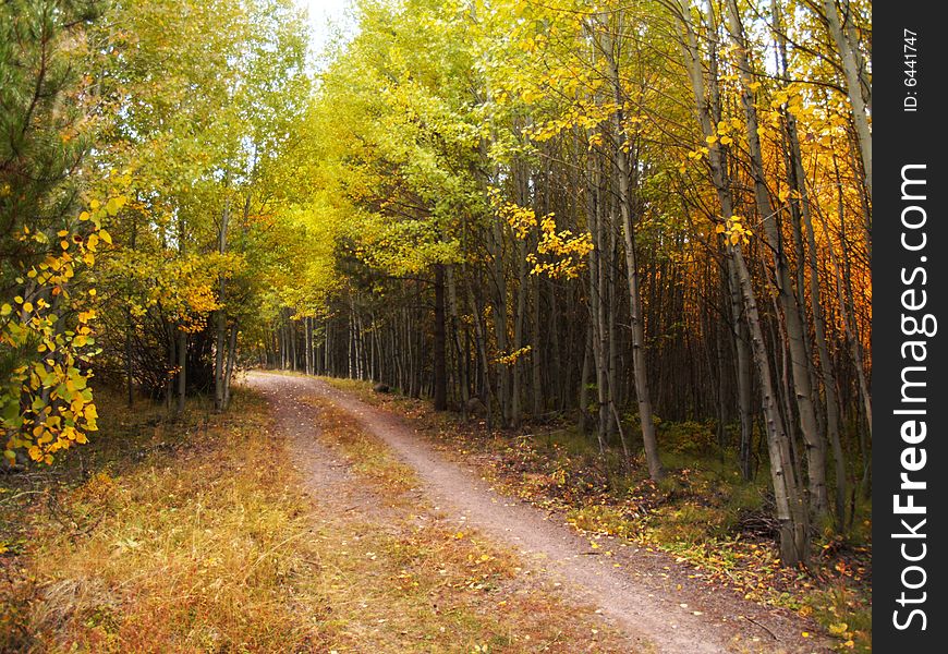 Trees in the fall by the road. Captured in Central Oregon. Trees in the fall by the road. Captured in Central Oregon