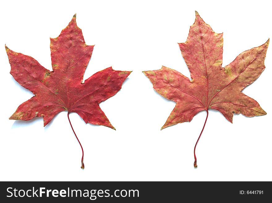 Two side of a maple leaf
