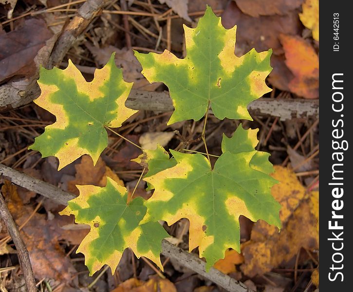 Autumn maple leaves. Fall in Canada. Autumn maple leaves. Fall in Canada.