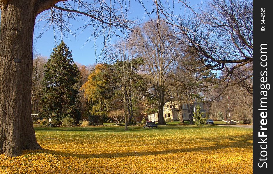 Autumn landscape. Bright yellow autumn leaves background. Autumn landscape. Bright yellow autumn leaves background