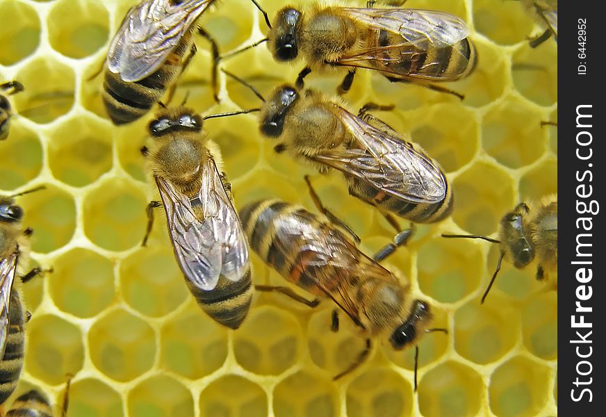 Bees build honeycombs is a cell for placing of nectar, honey, pollen and bee-bread. Bees build honeycombs is a cell for placing of nectar, honey, pollen and bee-bread