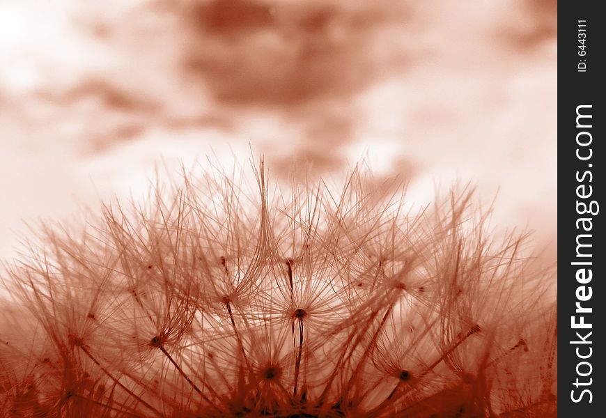 Red toned image of dandelion clock in meadow. Red toned image of dandelion clock in meadow