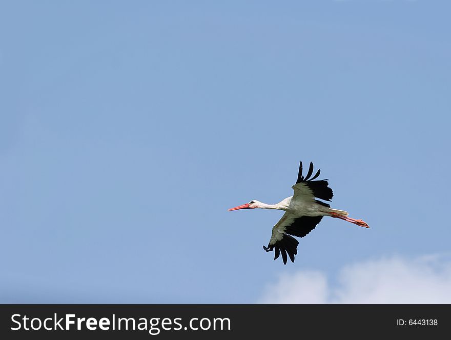 Flight of stork in the sky.