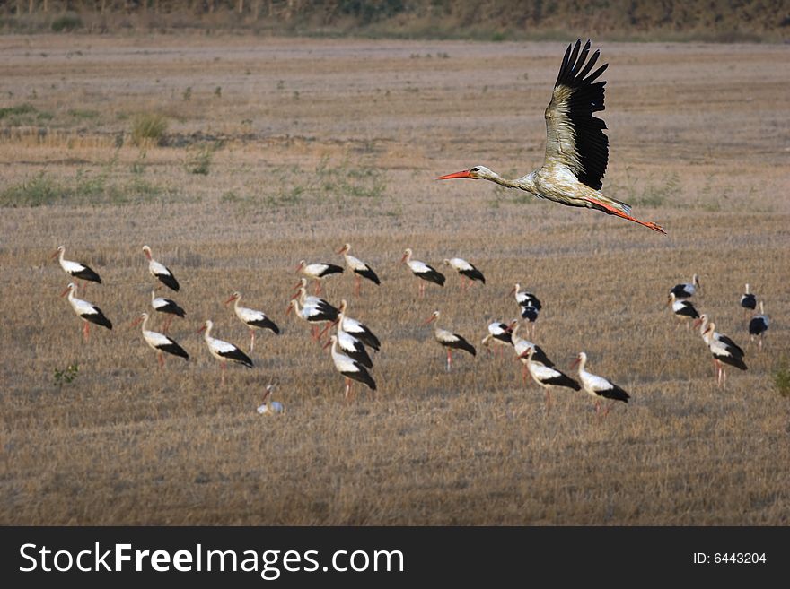 Flight of stork in the evening sky to the overnight stay.