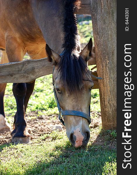 Horse close up