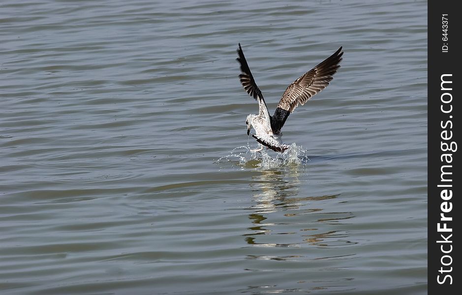 Rise of the seagull from a marine smooth surface. Rise of the seagull from a marine smooth surface.