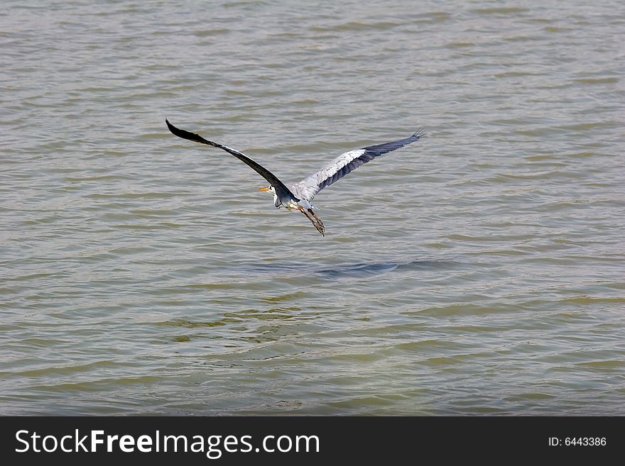 Flight of a grey heron above the river.