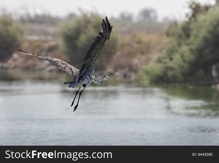 Flight of a grey heron above the river.