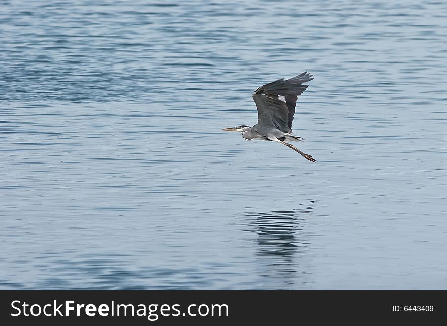 Flight of the gray heron above the river.