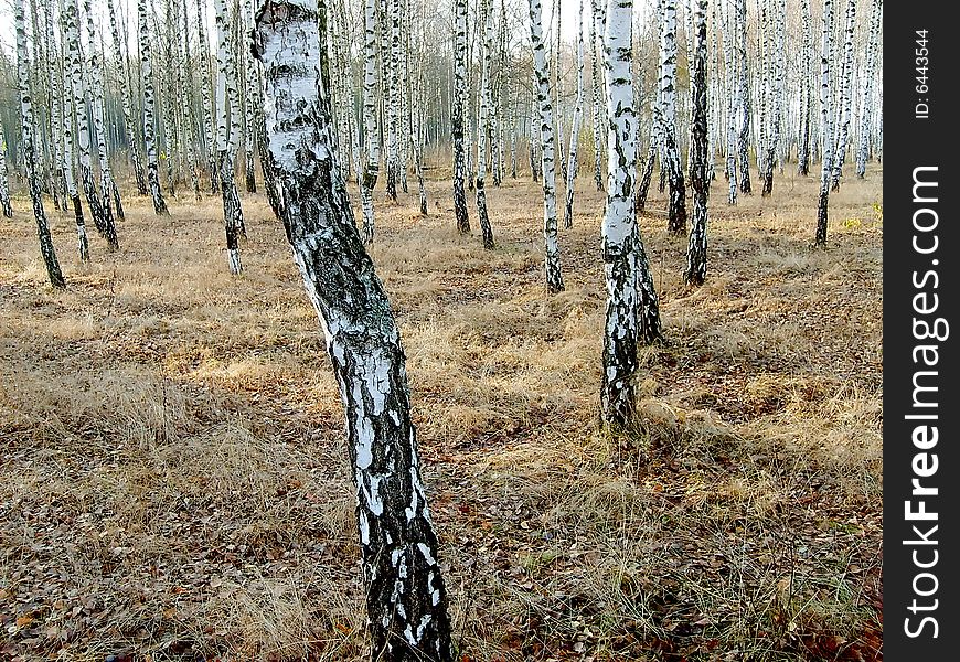 Russian birches in grove at dull autumn day. Russian birches in grove at dull autumn day