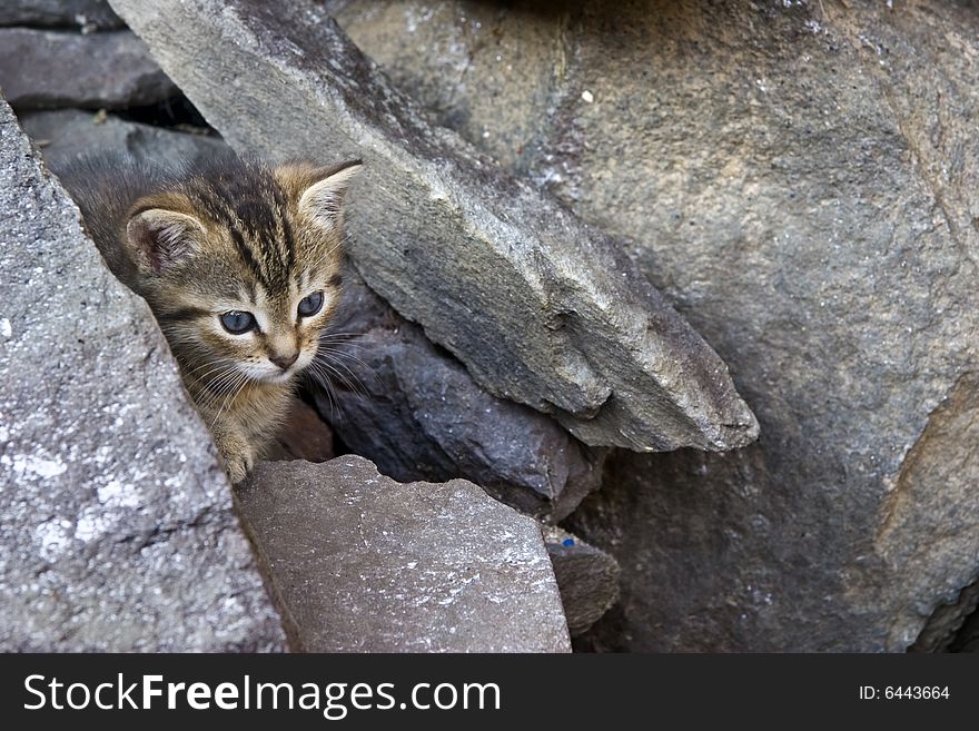 Little Cat with blue Eyes on stones
