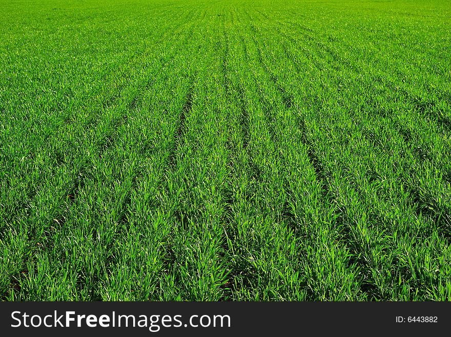 Grass backgrounds