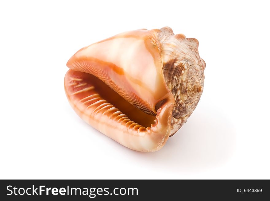 Sea shell isolated on white background