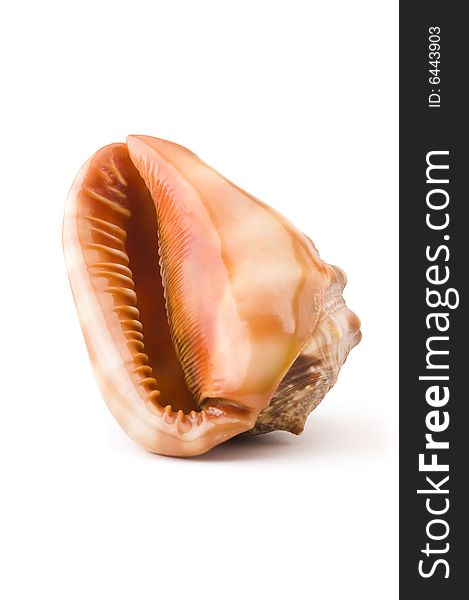 Sea Shell Isolated