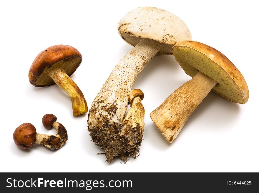 Fresh and beautiful mushrooms on a white background