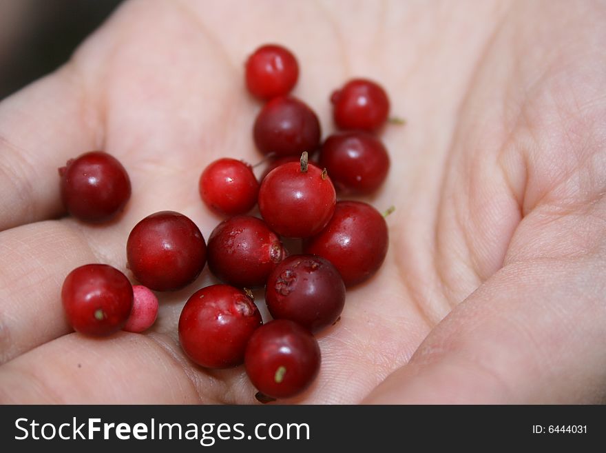 Red whortleberries in the hand.