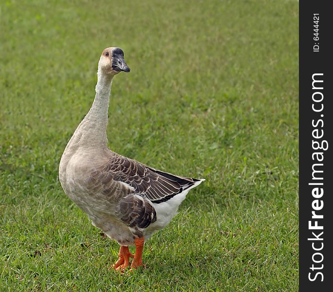 Domestic goose standing in grass. Domestic goose standing in grass