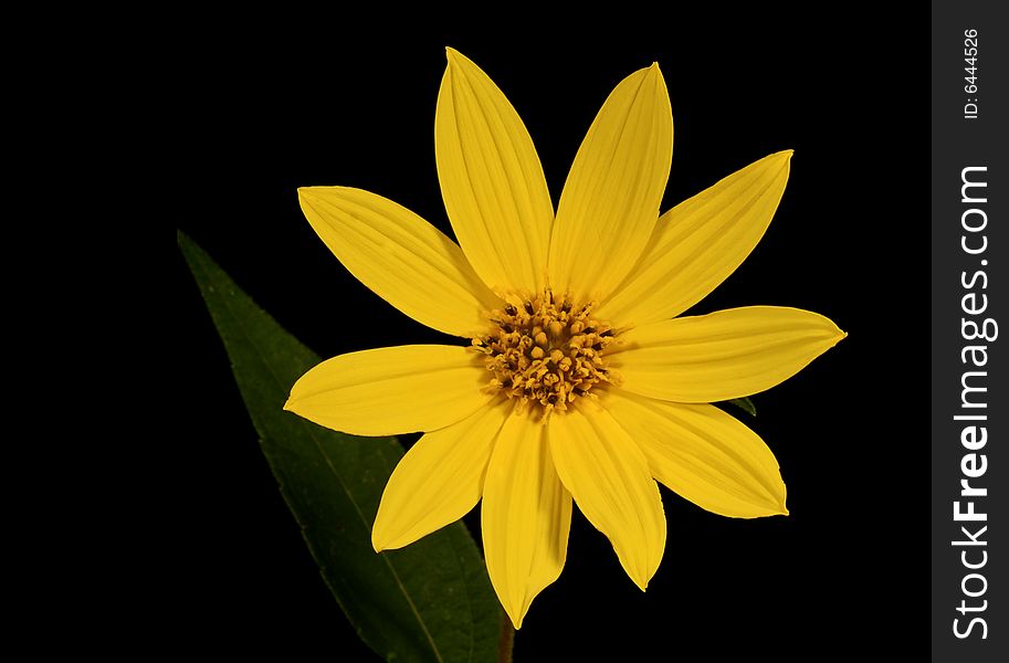 Closeup of a yellow daisy isolated on a black background. Closeup of a yellow daisy isolated on a black background
