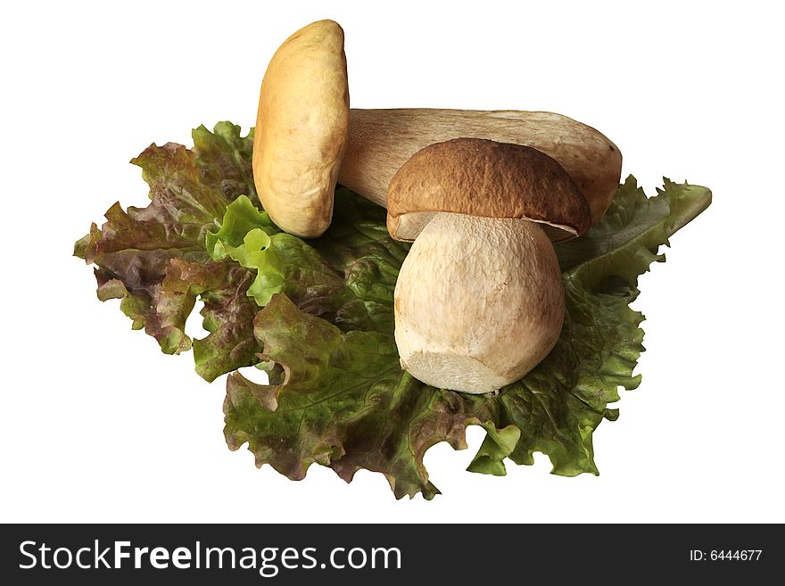 Mushrooms and lettuce isolated on white