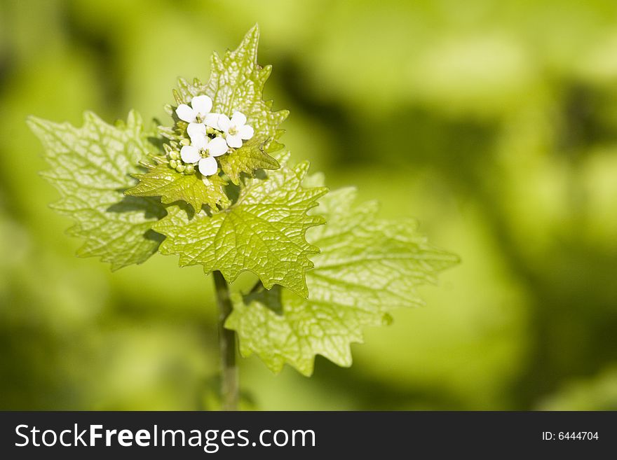 Wild onion vegetable in springtime