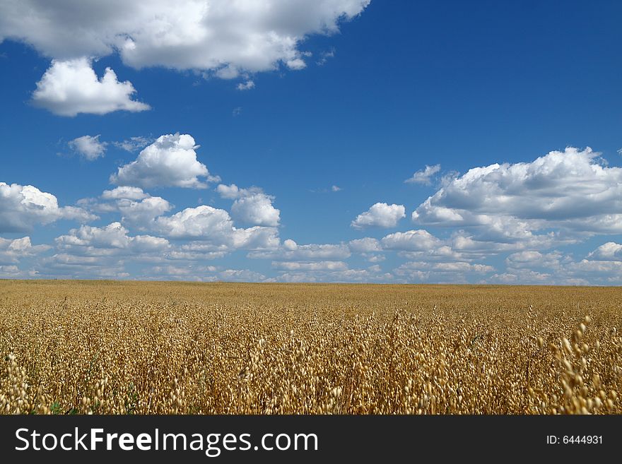 Golden oat field over blue sky 2