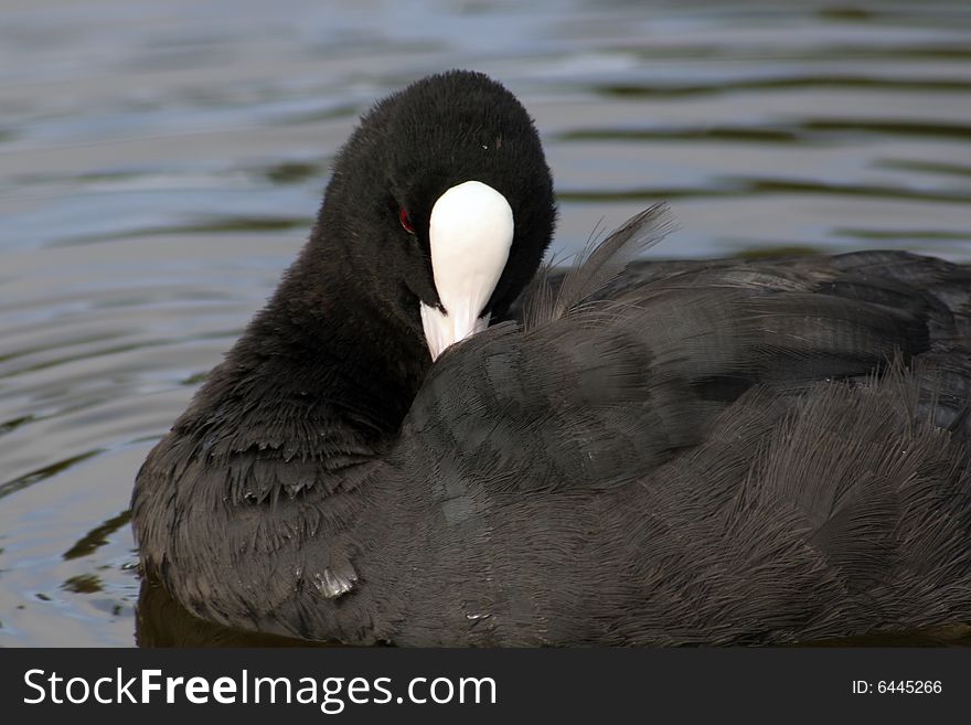 Eurasian Coot, or Fulica atra, on the water. Close up.