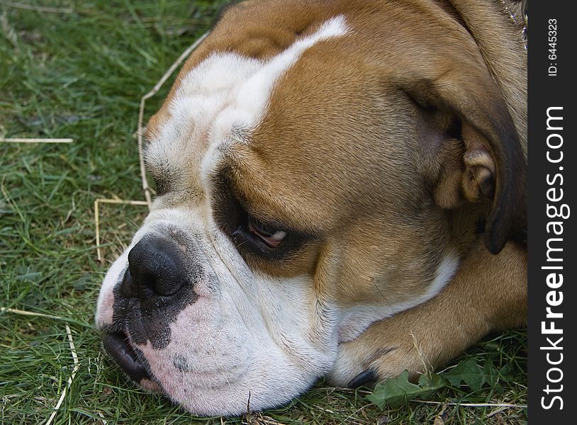 Portrait of an english bulldog resting after a long walk