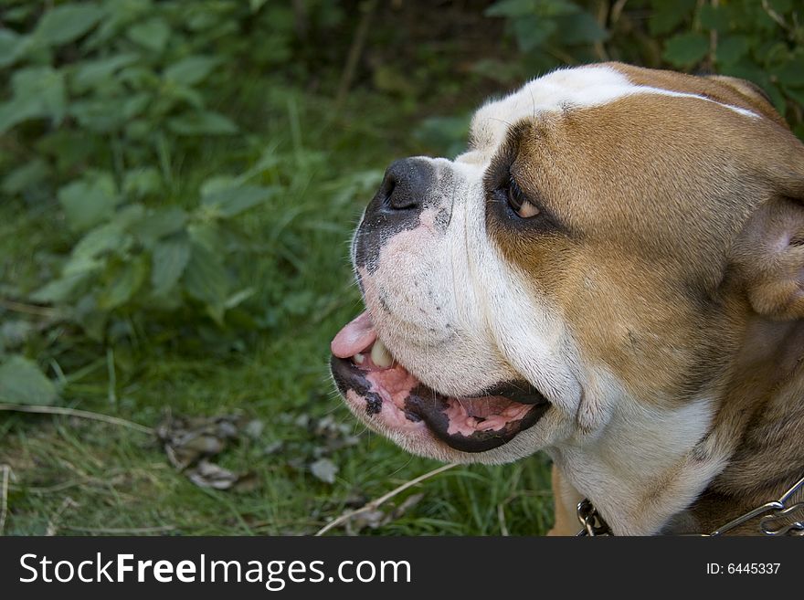 Portrait of an english bulldog resting after a long walk