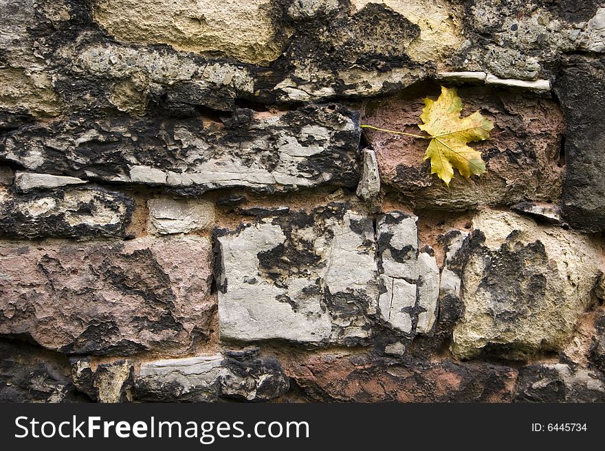 Maple leaf fallen on an old wall