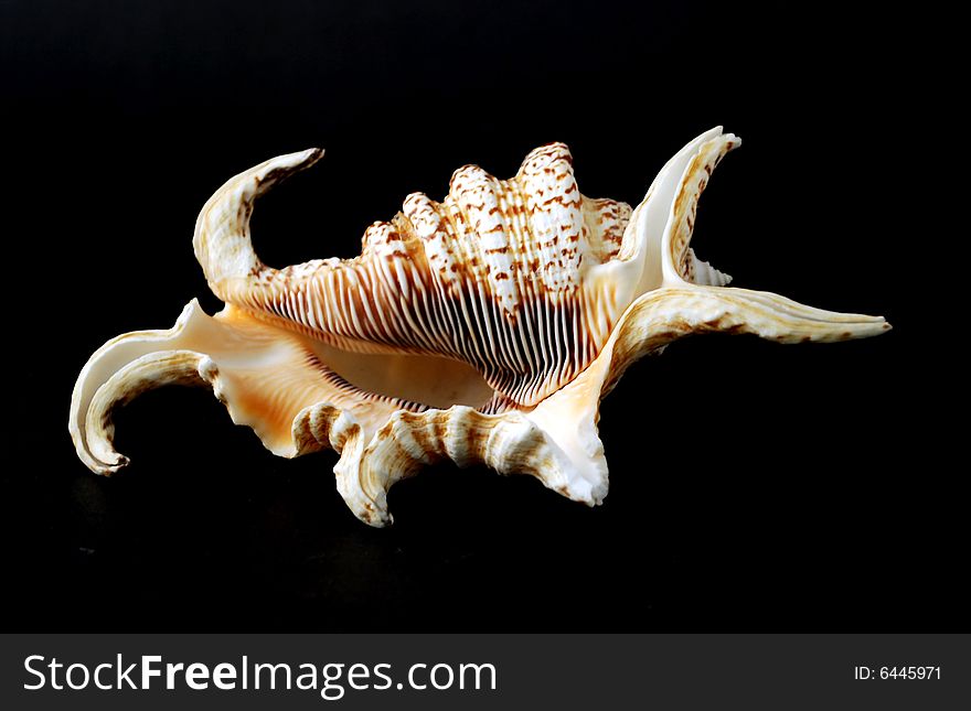 A large seashell on a black background. A large seashell on a black background