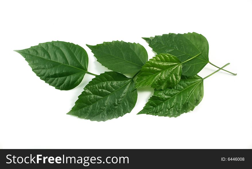 Ornament from leaves of green color on a white background.