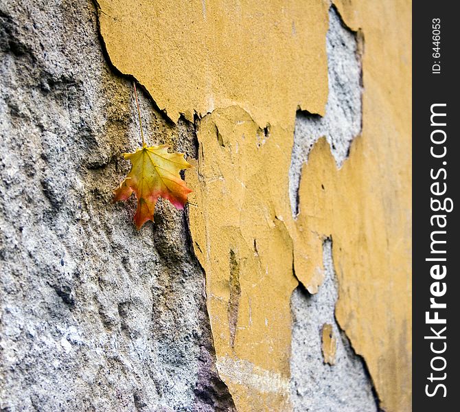 Maple leaf fallen on an old wall