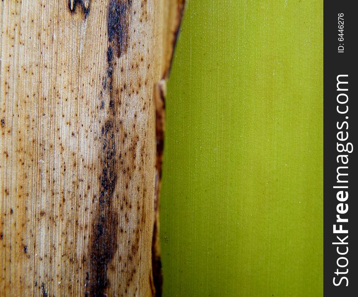 Texture Of Banana Bar