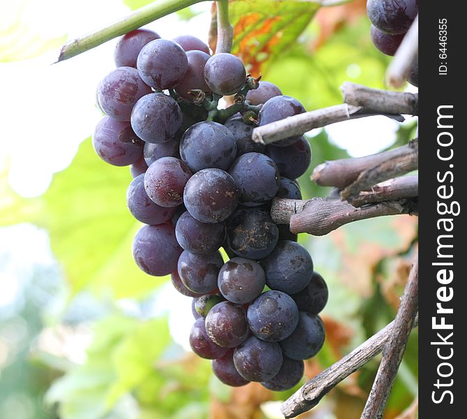 Blue grapes ready for harvest