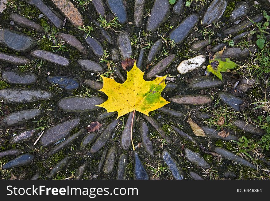 Maple leaf fallen on a Way