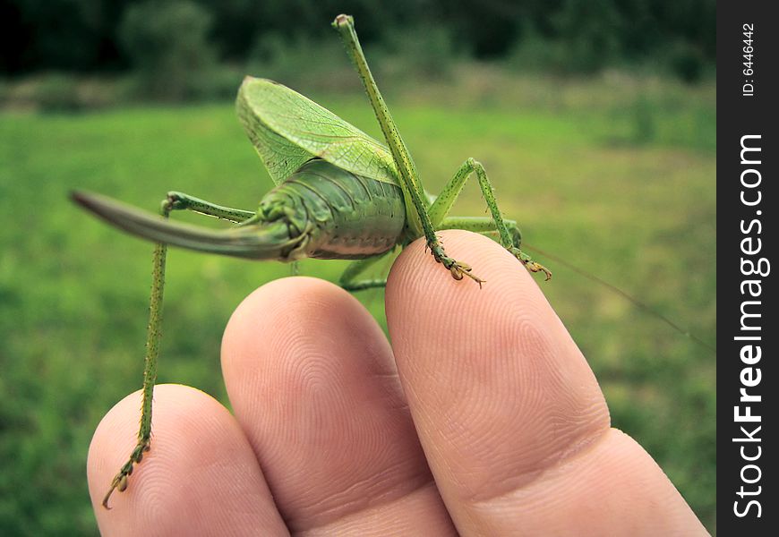 The big green grasshopper on fingers of the person