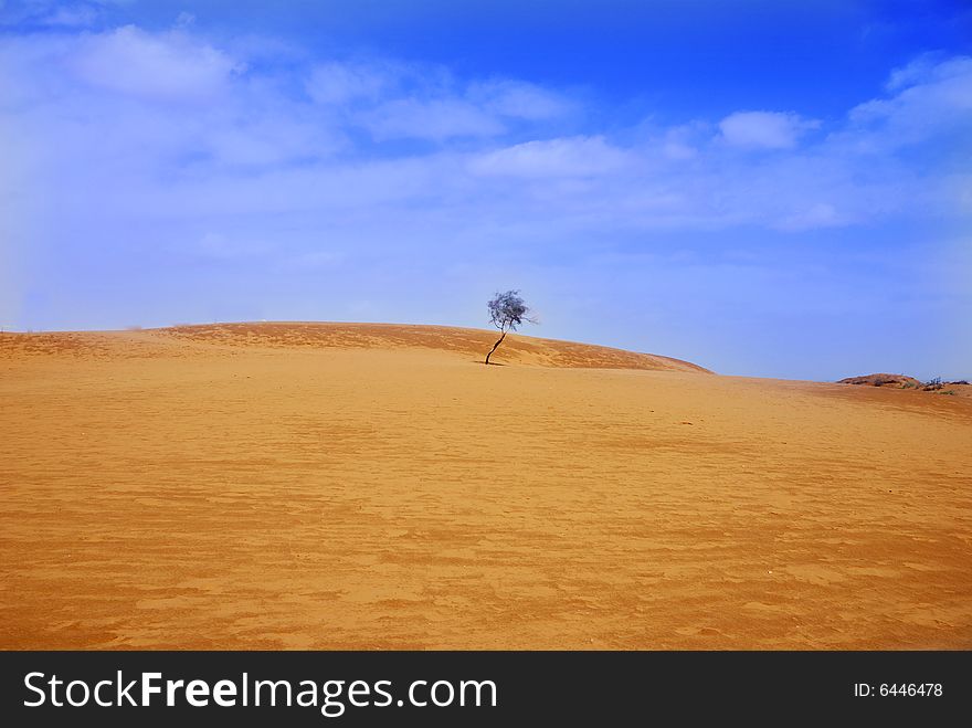 A single tree in desert with blue sky in china