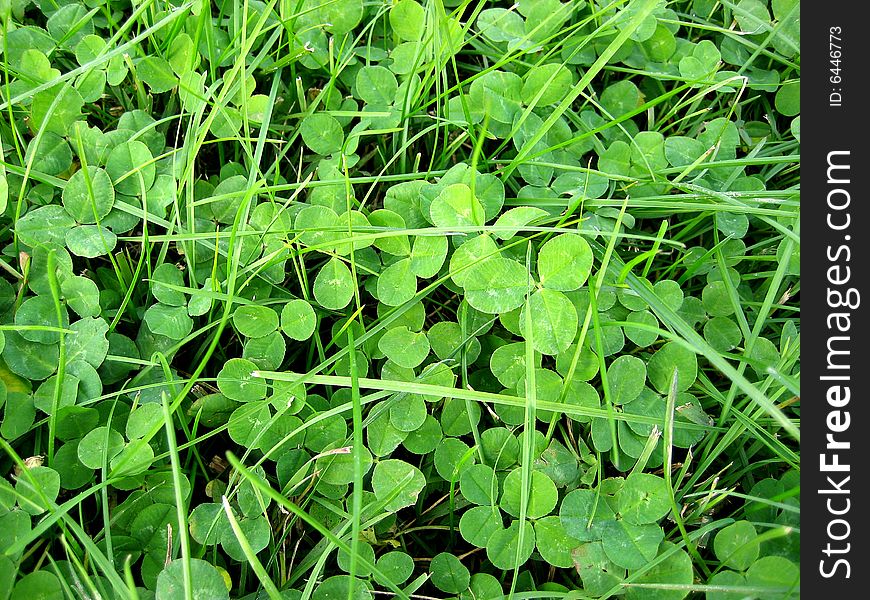 Clover with green grass in spring. Clover with green grass in spring