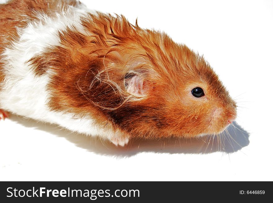 Striped hamster on white background