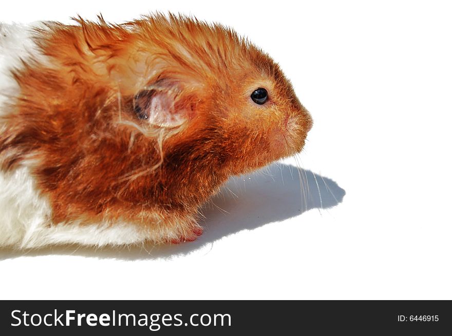 Isolated hamster on white background