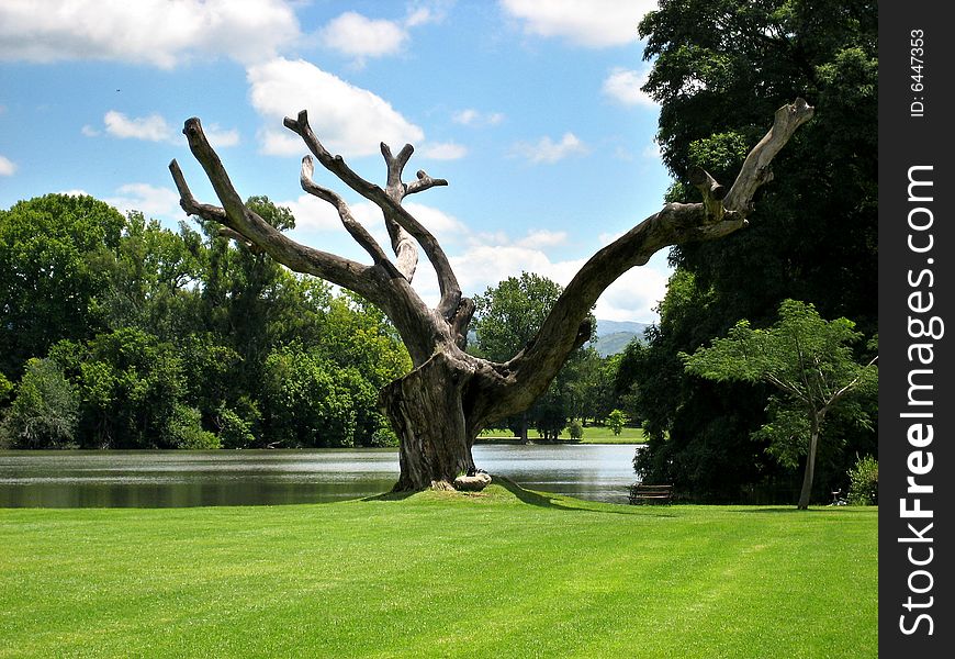 An old wizend tree in a park with lake. An old wizend tree in a park with lake